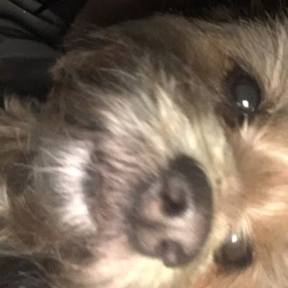 Meet your Posher, Lily - Picture 1 of 1